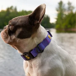 Silicone Collar Purple, Medium