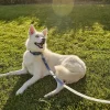 Silicone Leash for Dogs, Coronet Blue