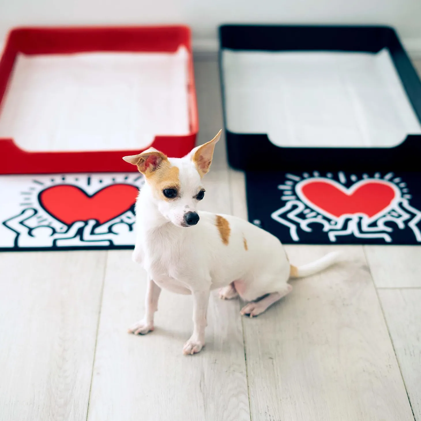 Special Edition DoggyBathroom x Keith Haring Starter Kit, Black