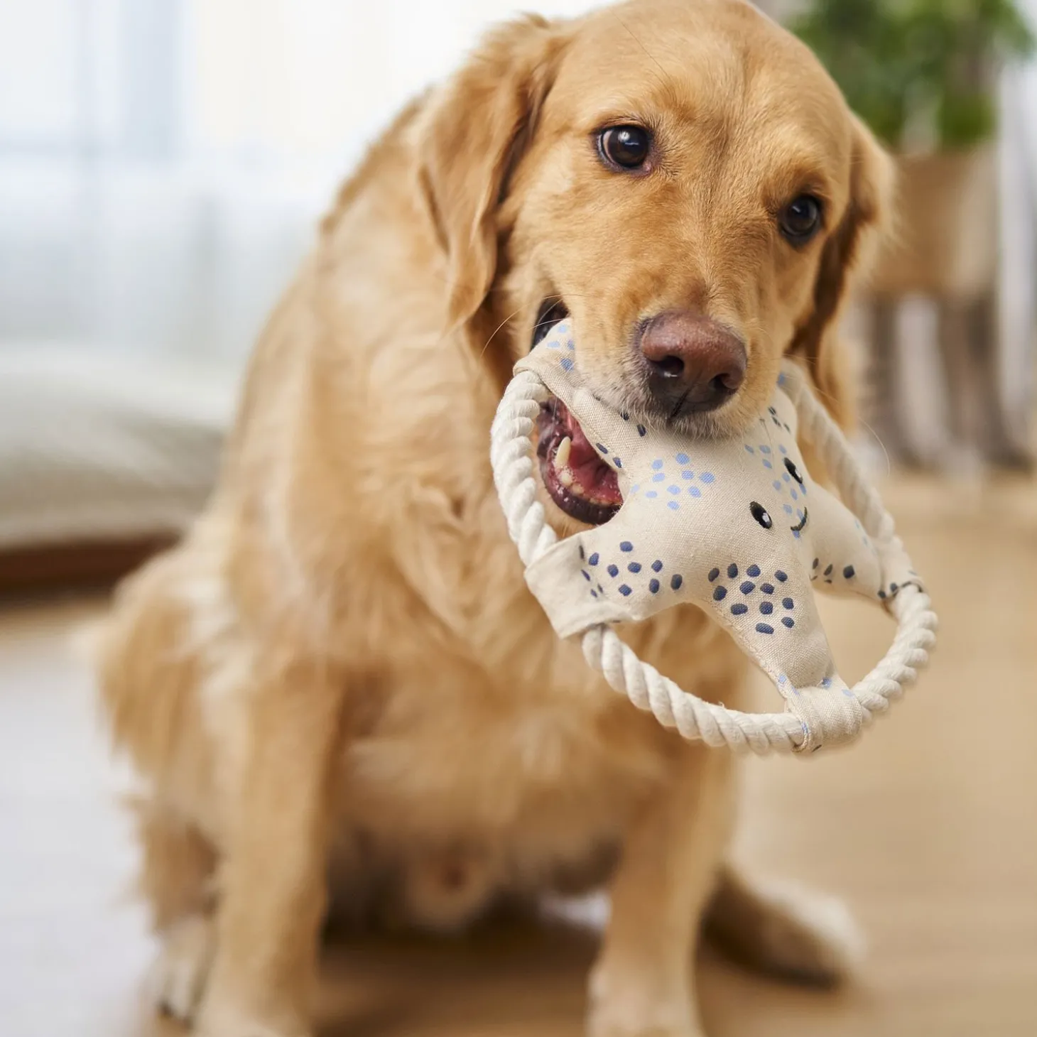 Starfish Rope Toy for Dogs