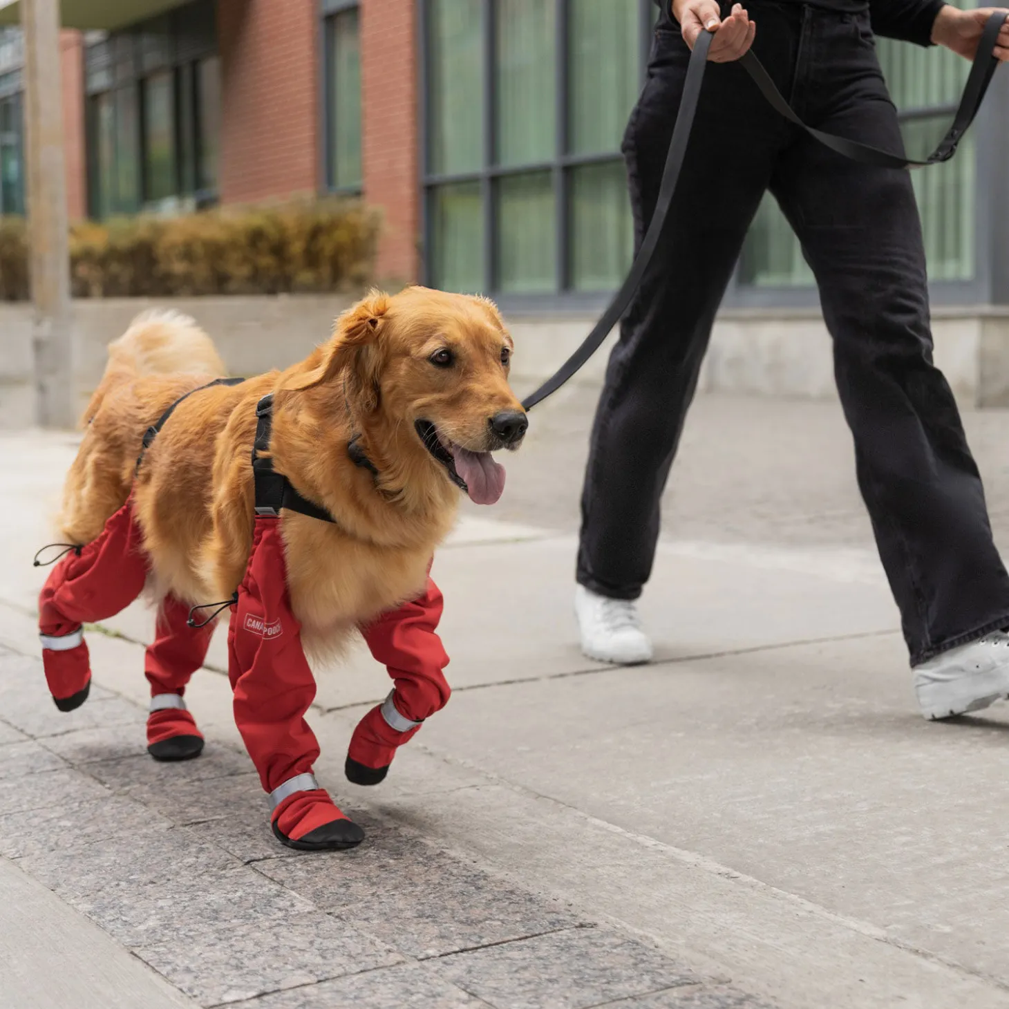 Suspender Boots for Dogs