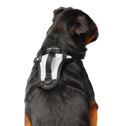 The Everything Harness for Dogs