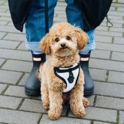 The Everything Harness for Dogs
