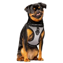 The Everything Harness for Dogs