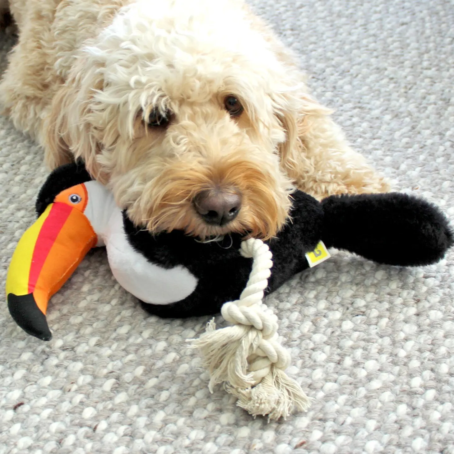 Toucan Dog Toy