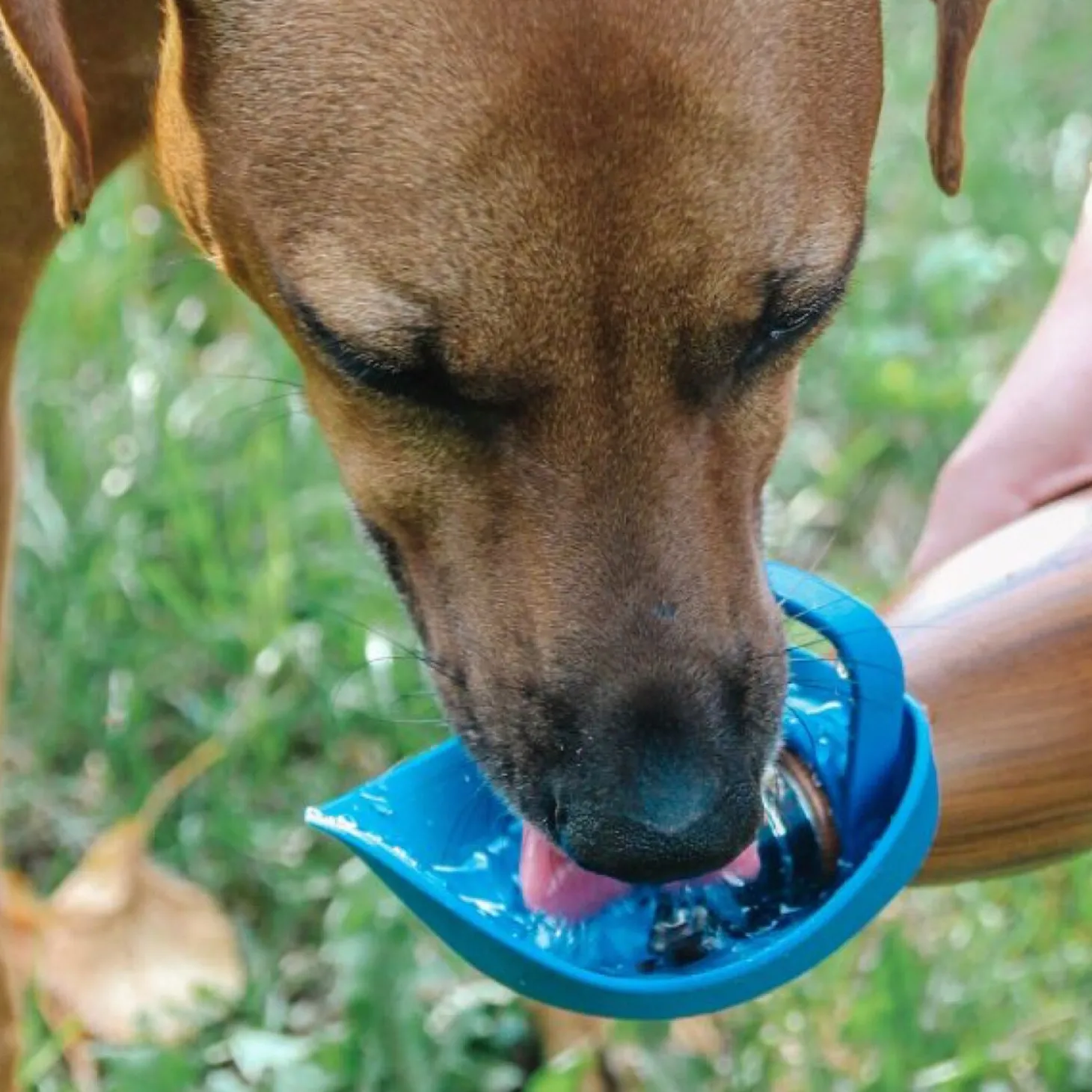 Travel Water Bowl, Blue