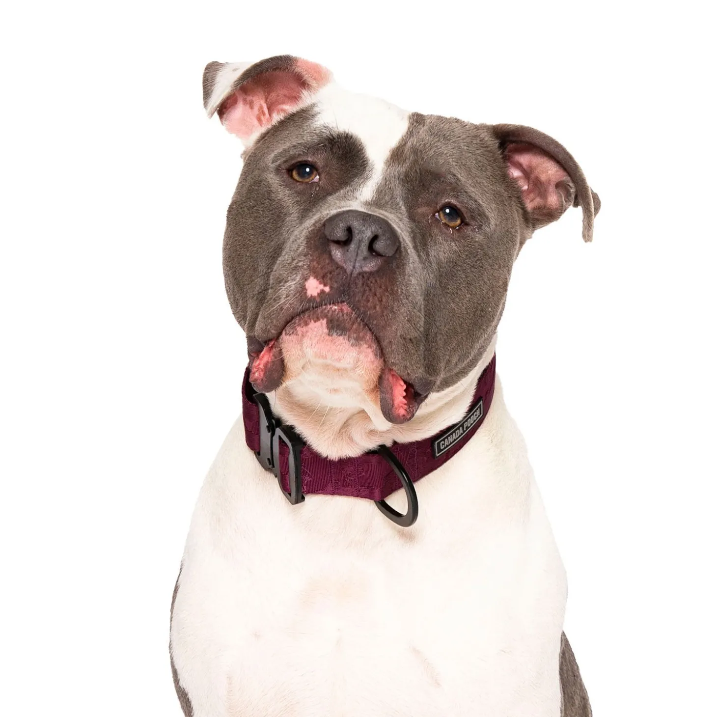 Utility Collar for Dogs