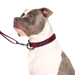 Utility Collar for Dogs