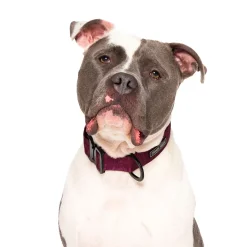 Utility Collar for Dogs