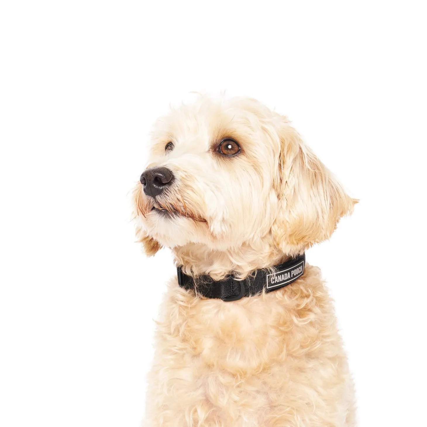 Utility Collar for Dogs
