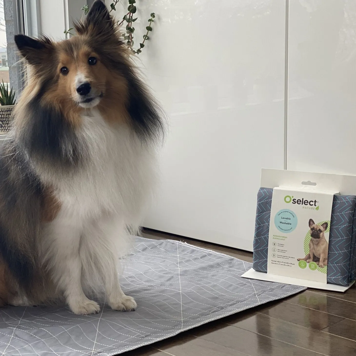 Washable training pad, lines