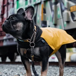 Wintertide Yellow Dog Coat, 24