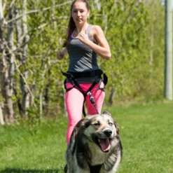 X-Back classic dog harness for towed sports